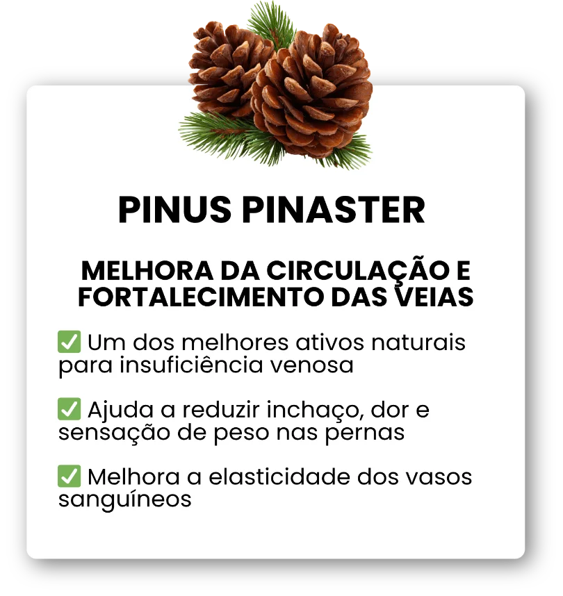 Pinus Pinaster